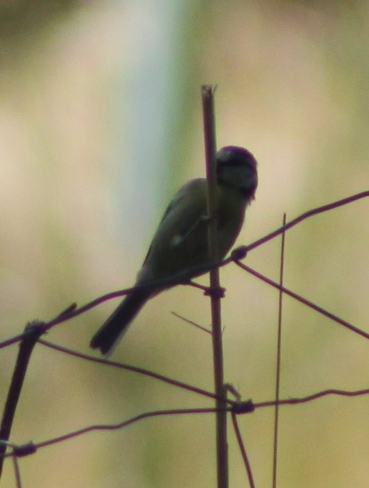 Herrerillo Común - ML644867336