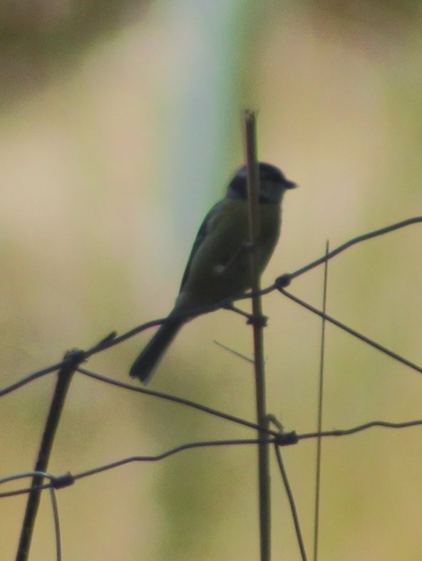 Herrerillo Común - ML644867337