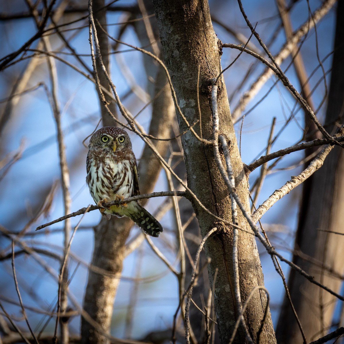 Pearl-spotted Owlet - ML644867338