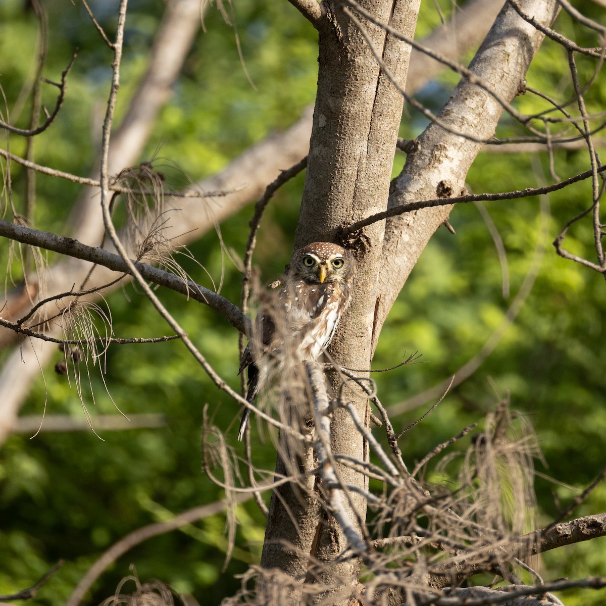 Pearl-spotted Owlet - ML644867339