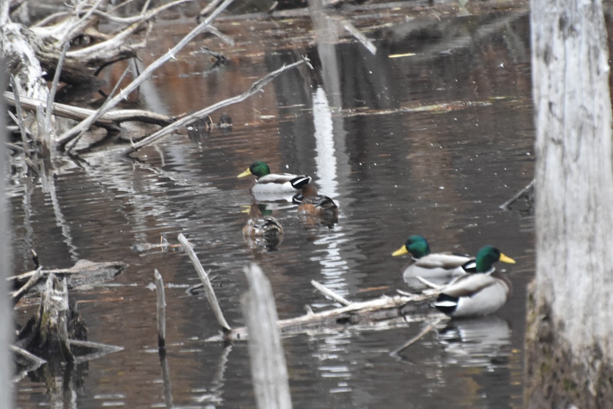 Eurasian Wigeon - ML644867342