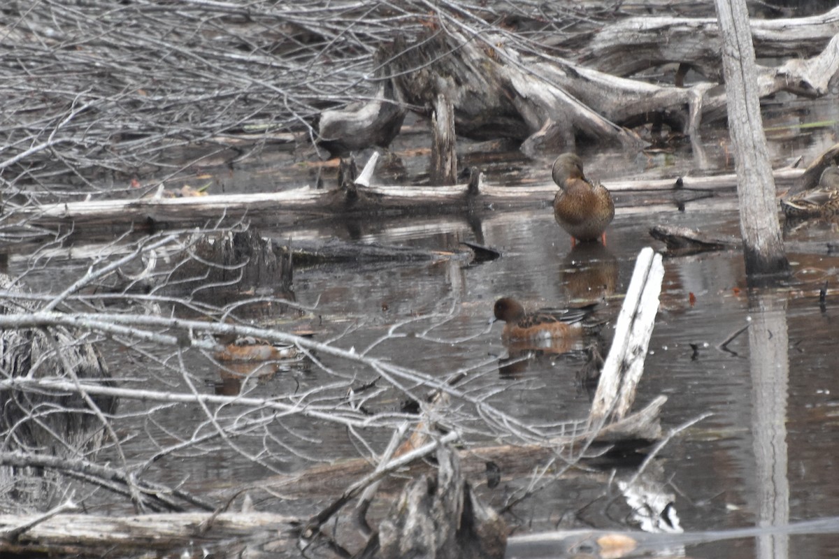 Eurasian Wigeon - ML644867343