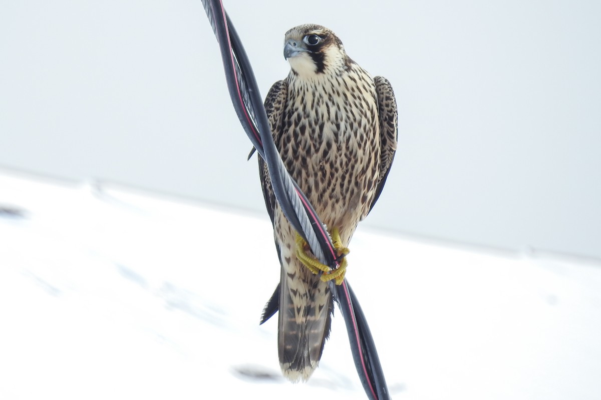 Peregrine Falcon - ML644867344