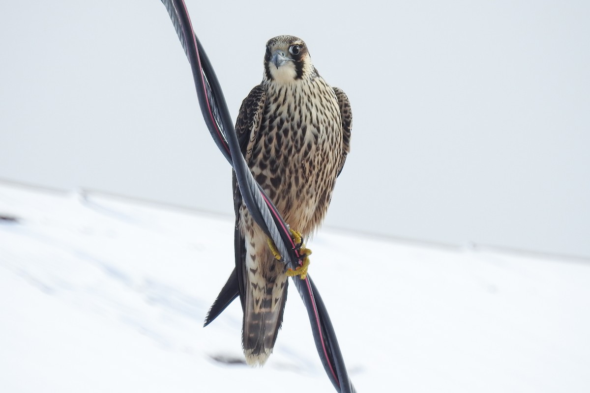 Peregrine Falcon - ML644867345