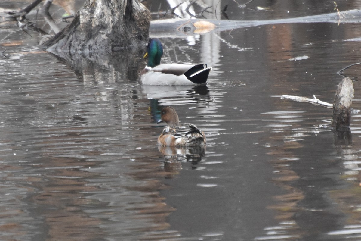 Eurasian Wigeon - ML644867354
