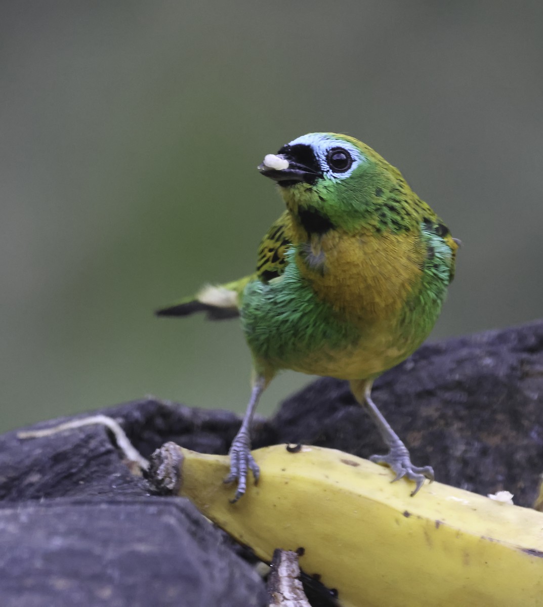 Tangara de Desmarest - ML644867360