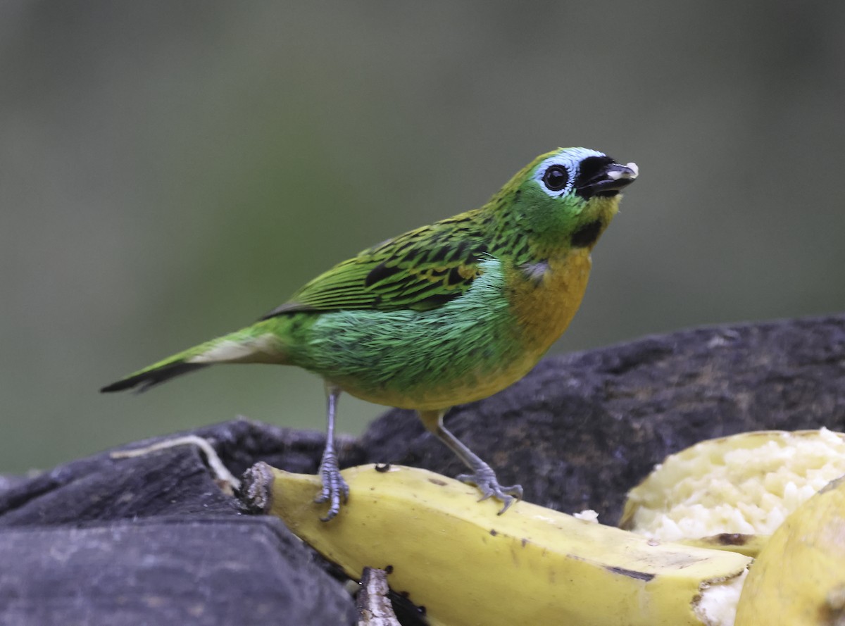 Tangara de Desmarest - ML644867361