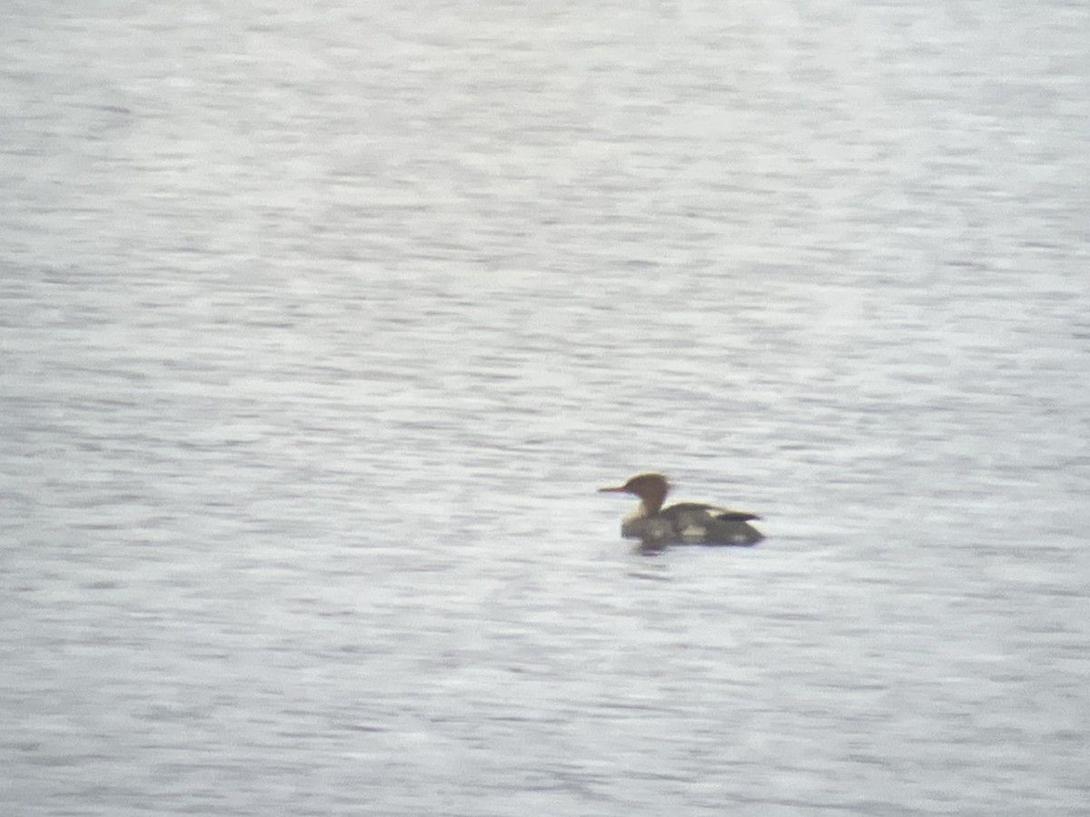 ウミアイサ - ML644867370