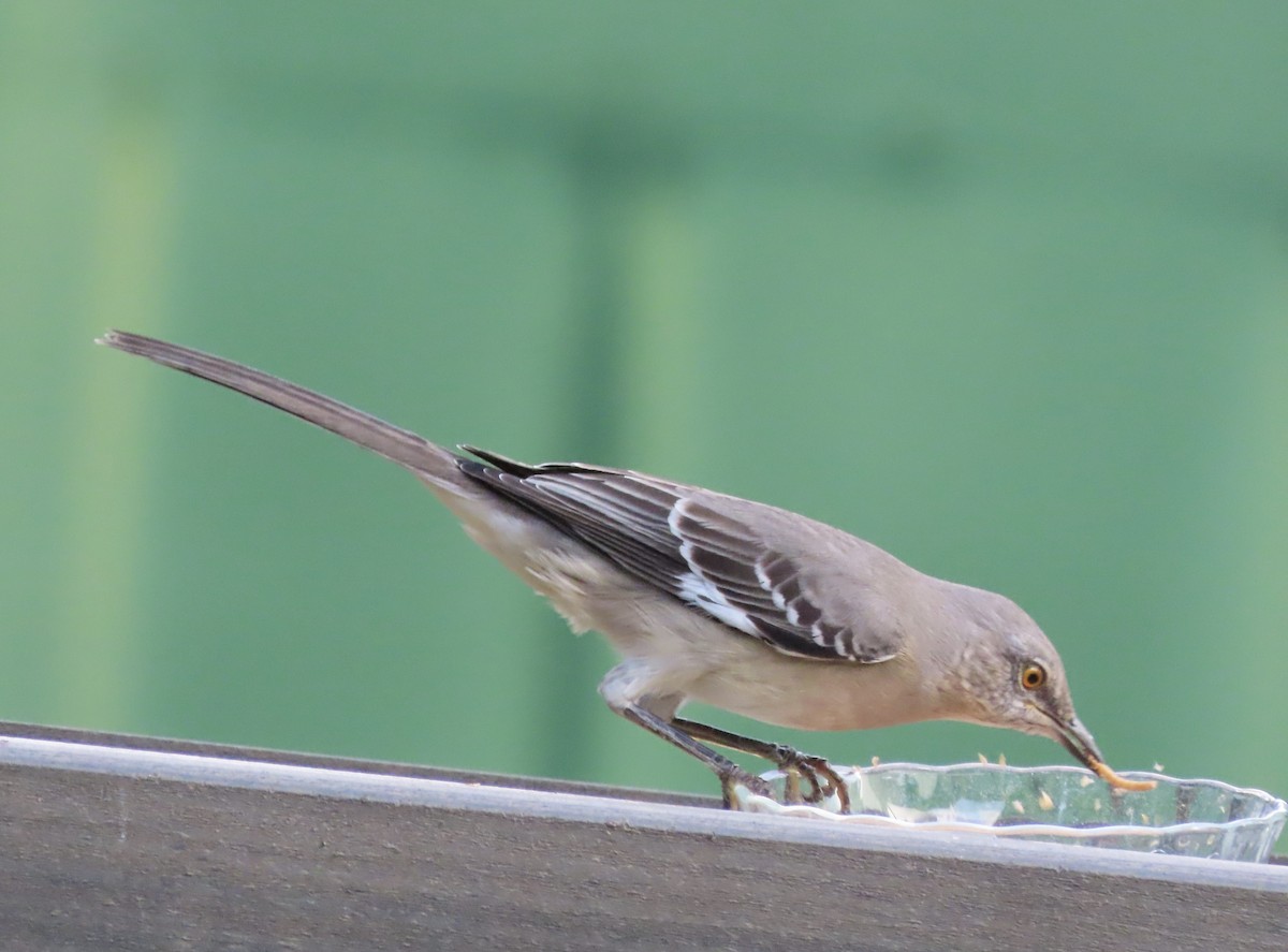 Northern Mockingbird - ML644867371