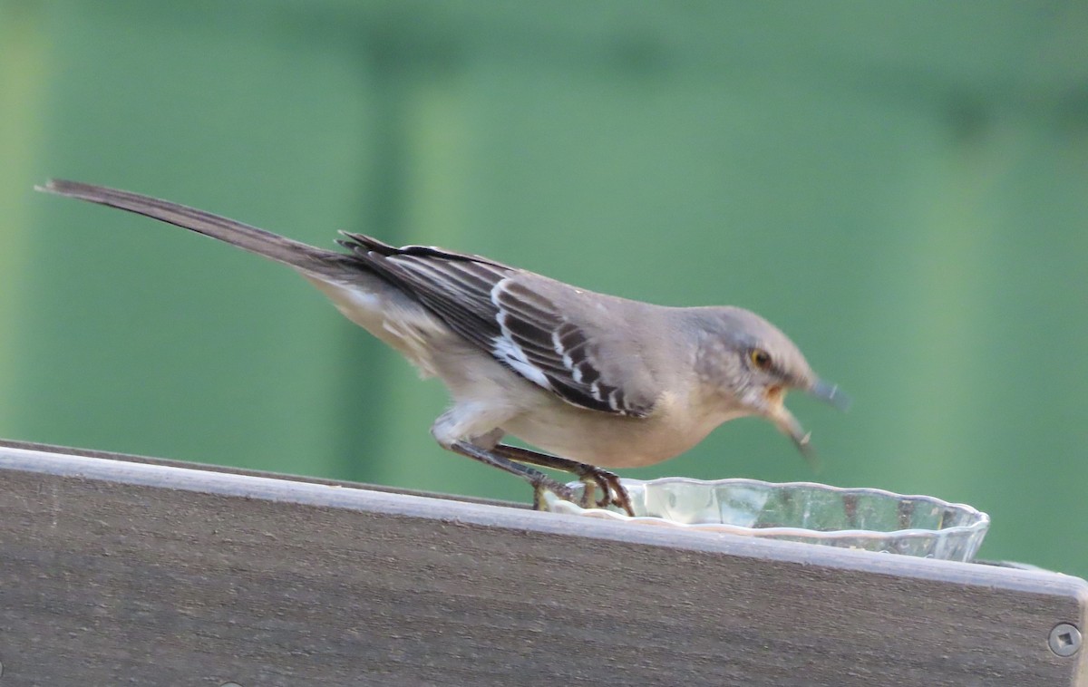 Northern Mockingbird - ML644867372