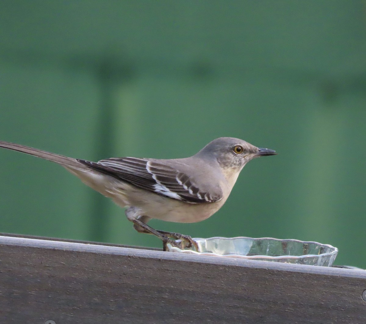 Northern Mockingbird - ML644867373