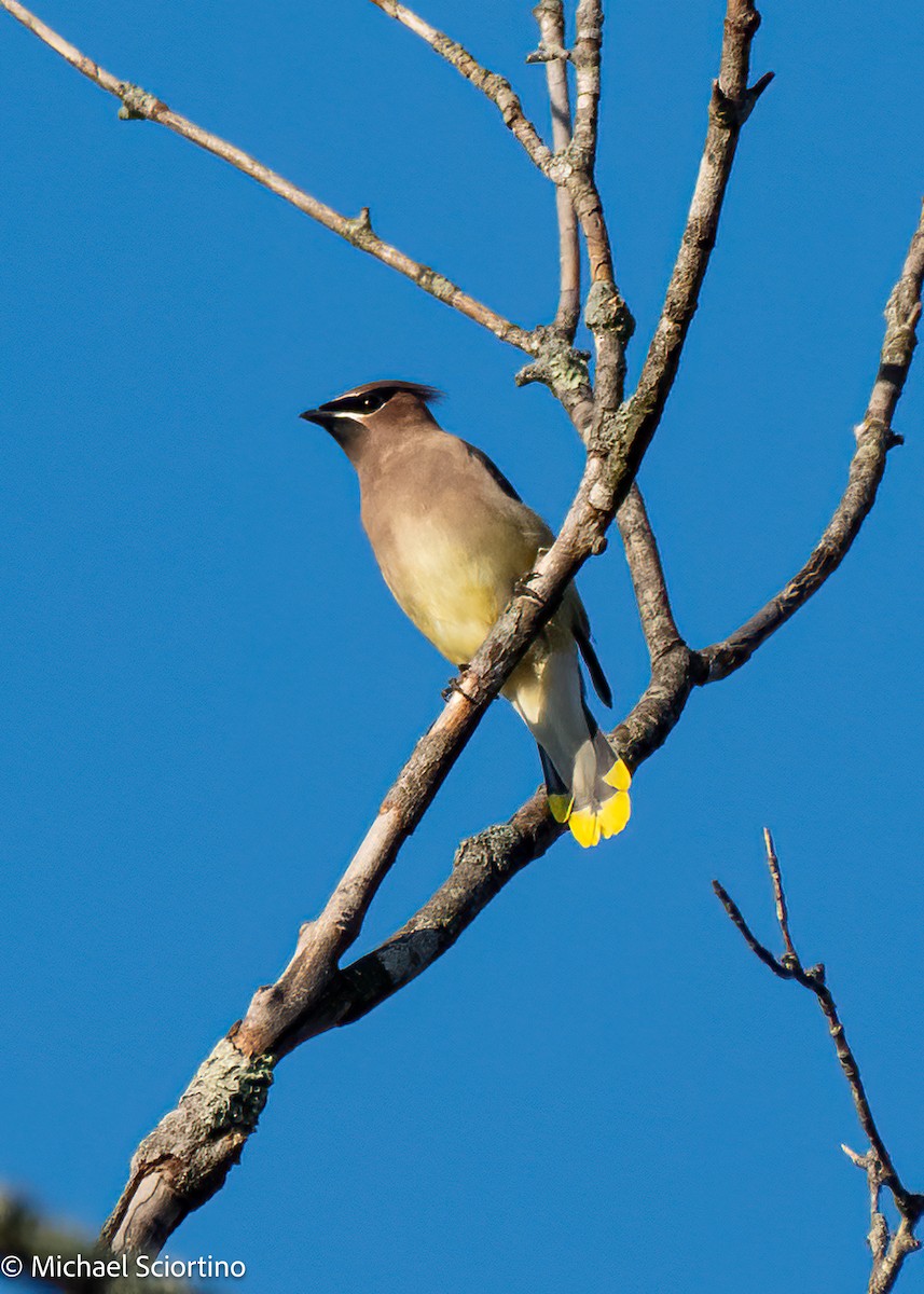 Cedar Waxwing - ML644867385