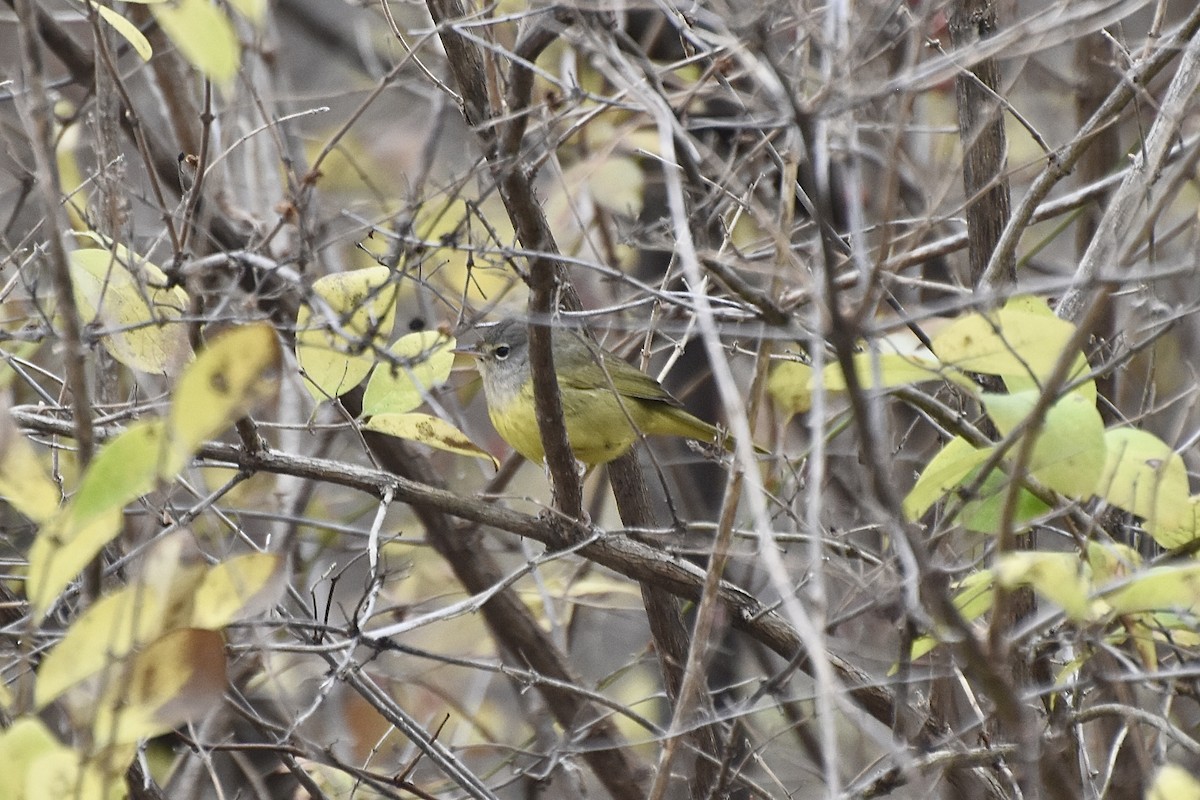 MacGillivray's Warbler - ML644867386