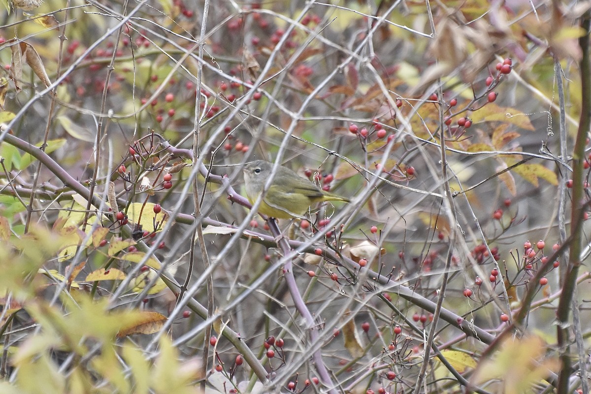MacGillivray's Warbler - ML644867387
