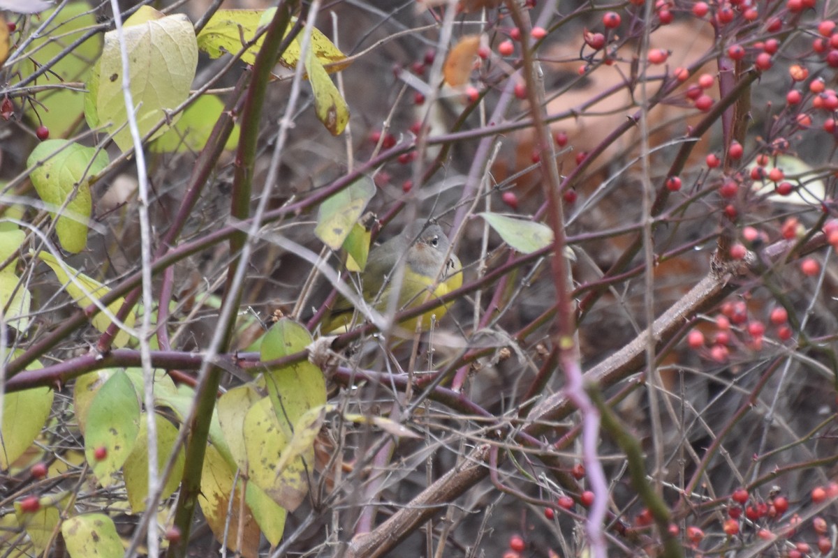 MacGillivray's Warbler - ML644867389