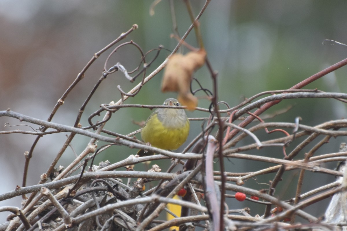 MacGillivray's Warbler - ML644867390