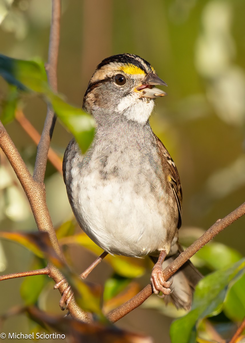 White-throated Sparrow - ML644867402