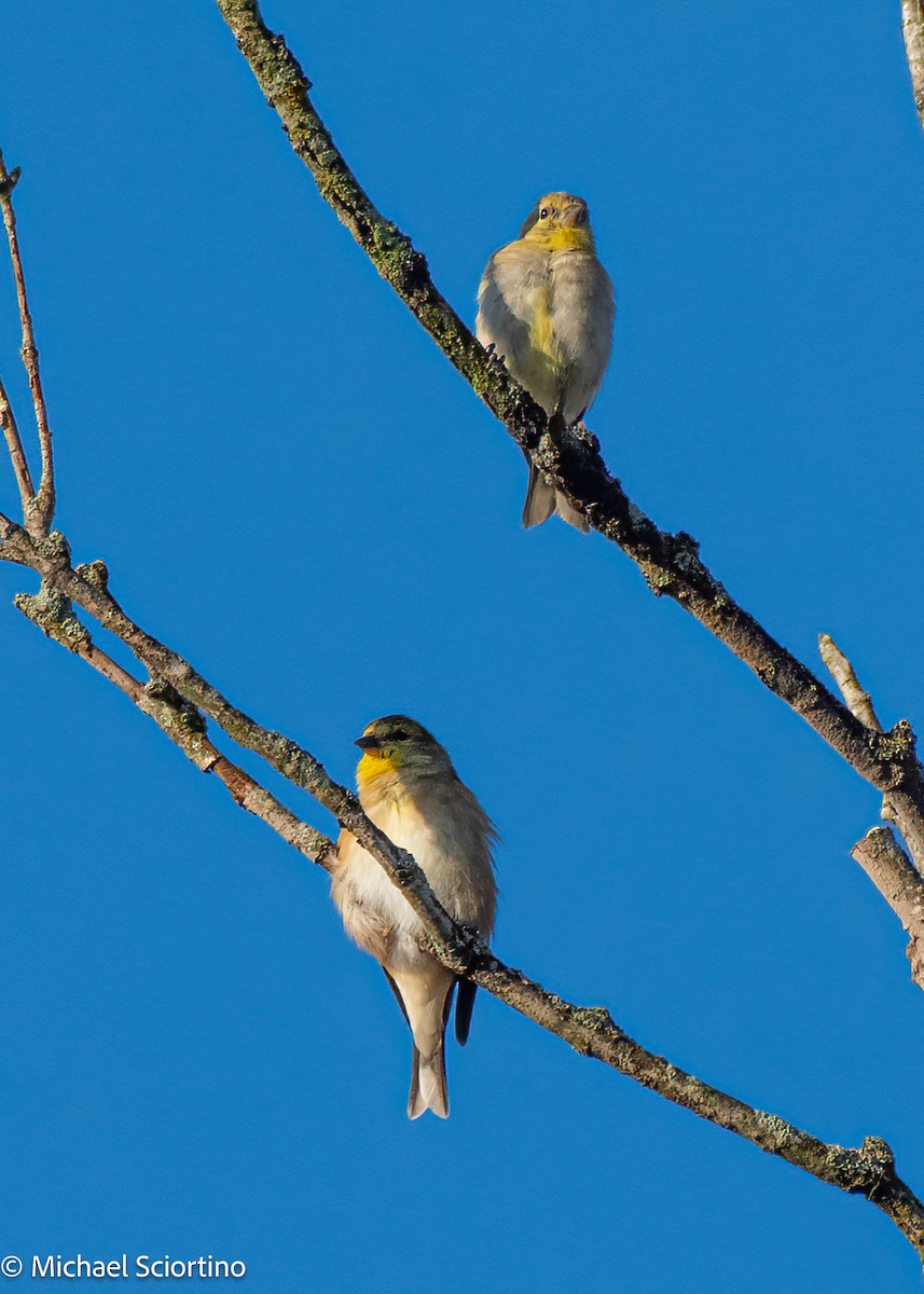 Altın İskete - ML644867406