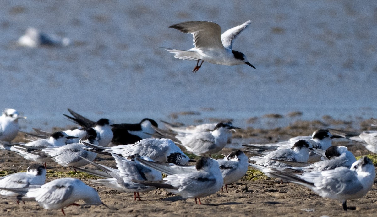 Sooty Tern - ML644867414