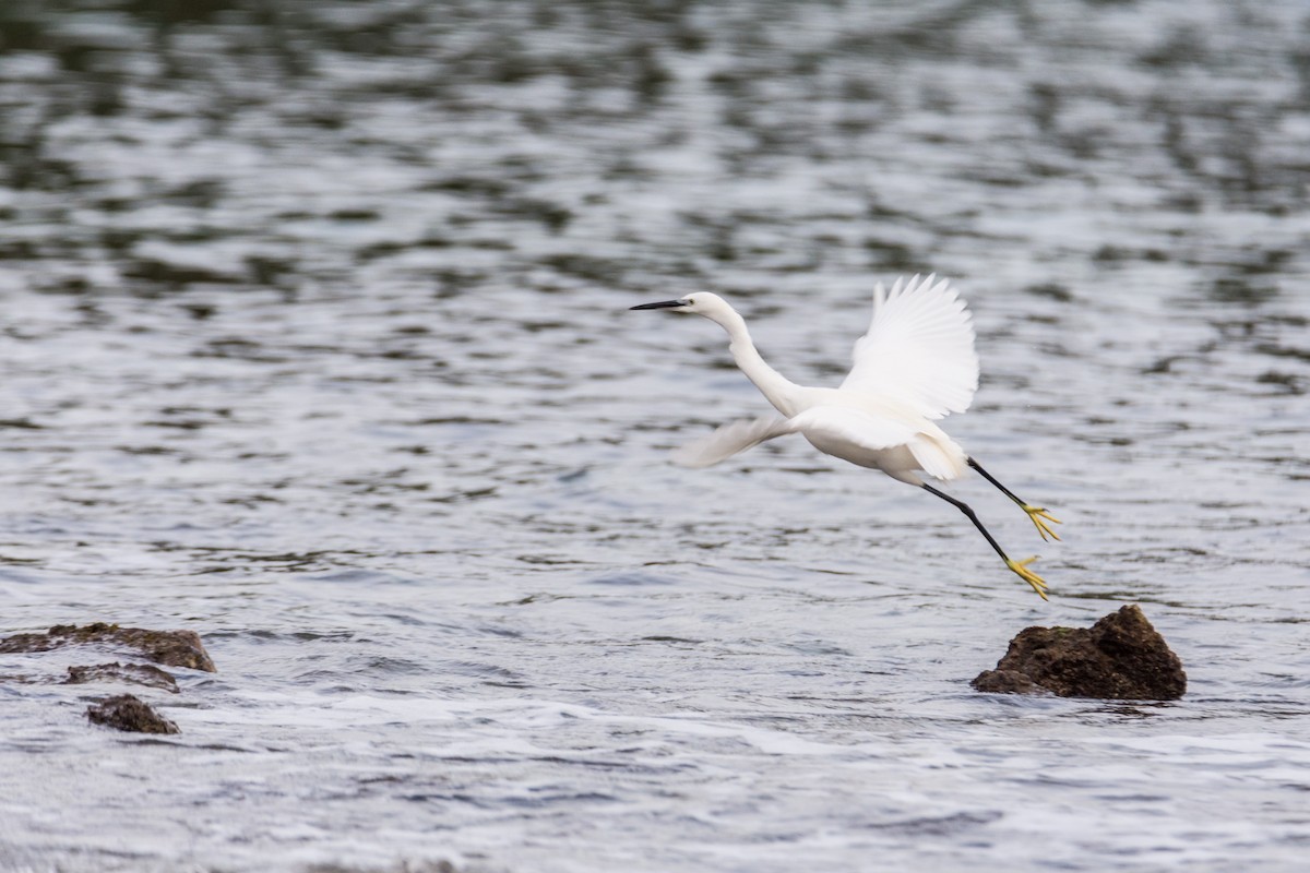 Seidenreiher - ML644867418