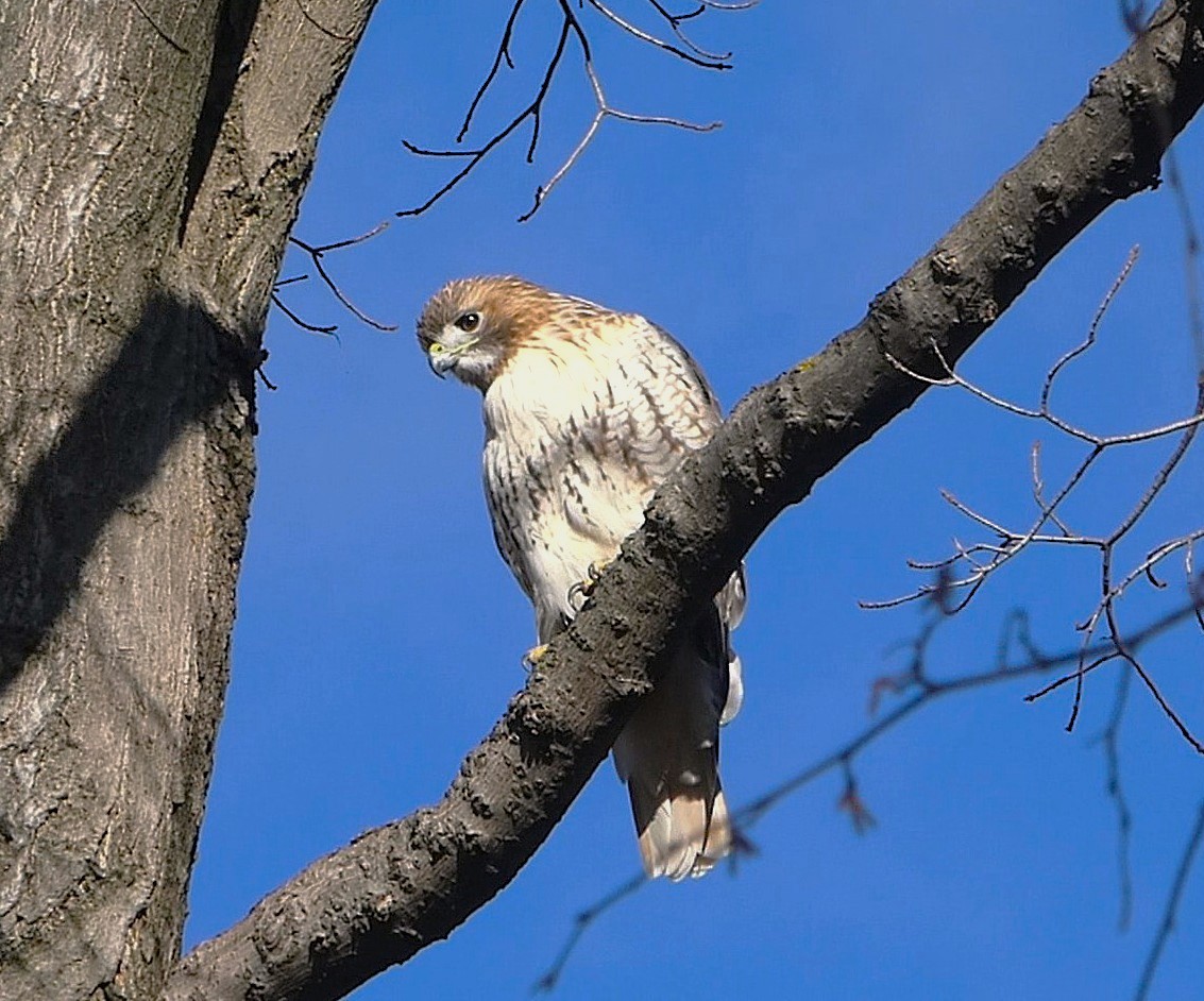 Red-tailed Hawk - ML644867422