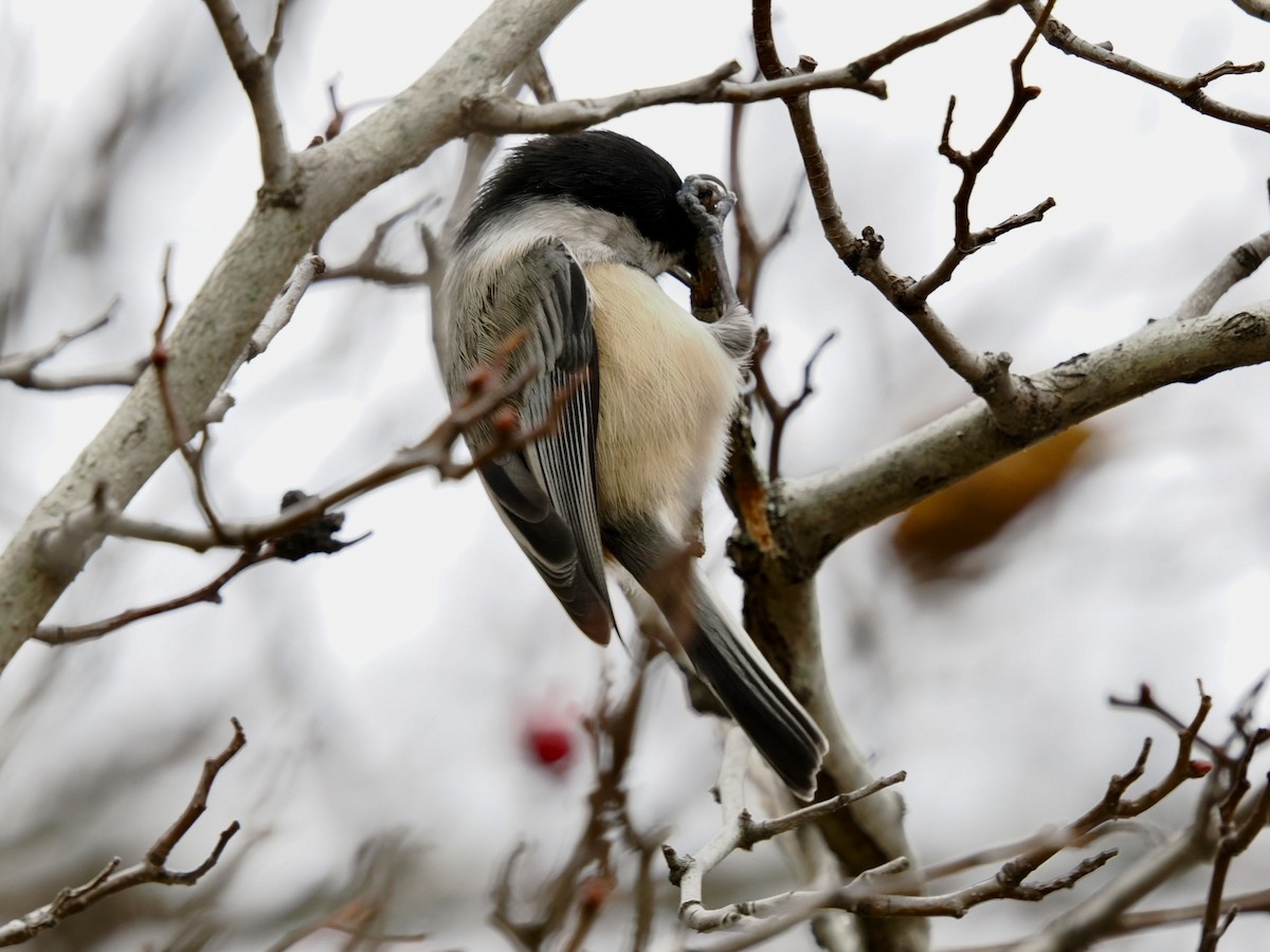 Гаїчка світлокрила - ML644867428