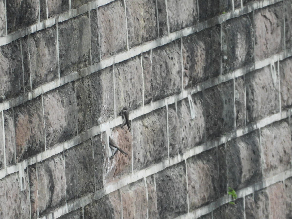 淺灰沙燕 - ML644867431