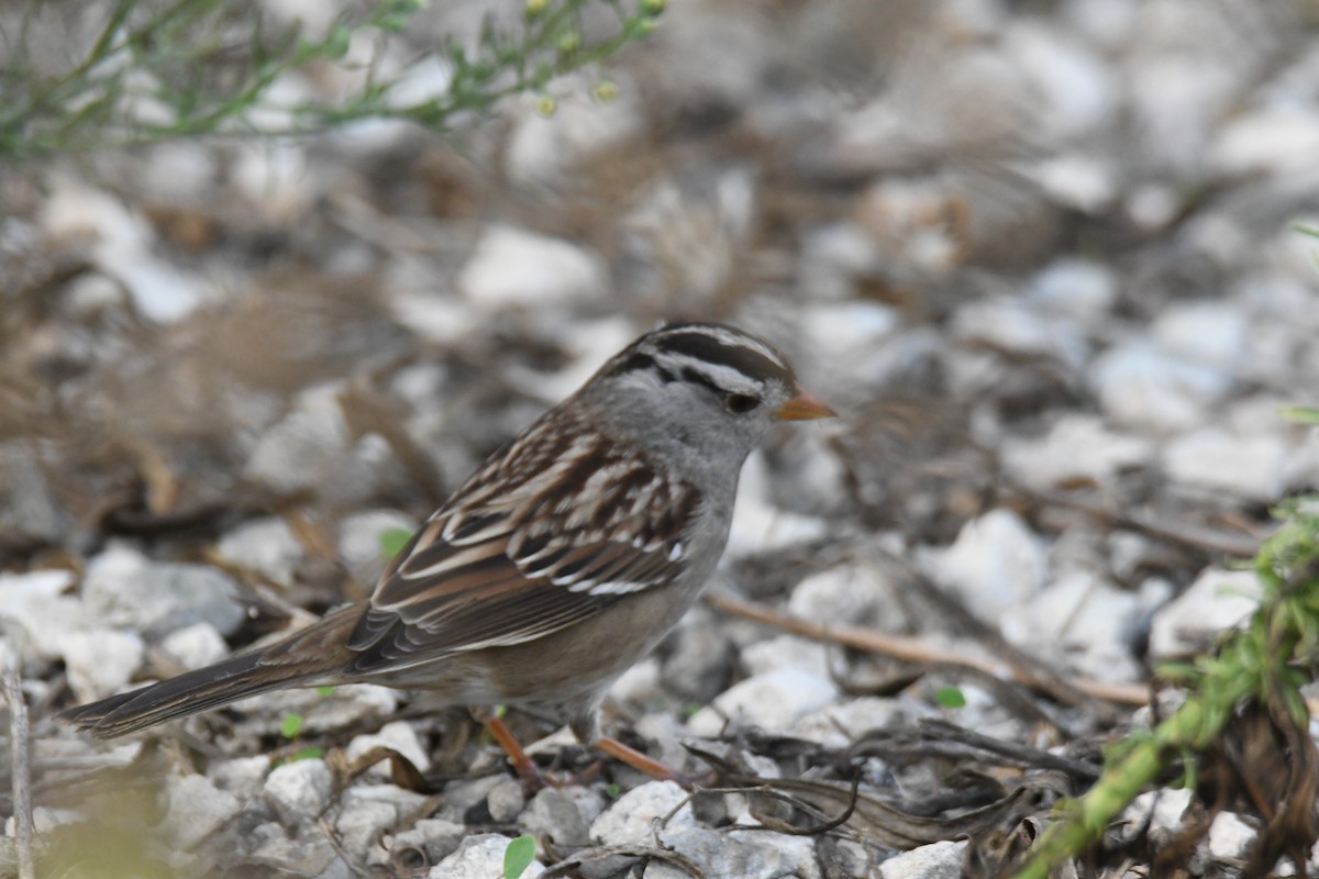 hvitkronespurv (gambelii) - ML644867434