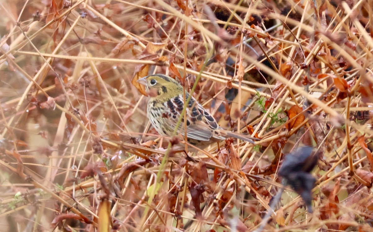 Henslow's Sparrow - ML644867476