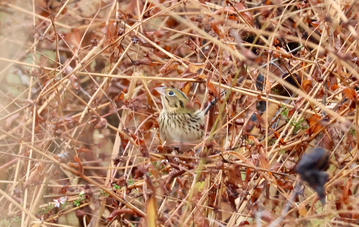 Henslow's Sparrow - ML644867477