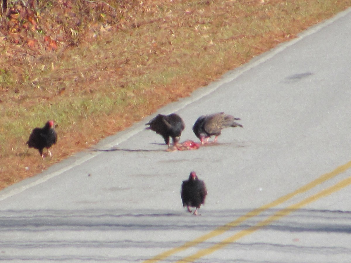 Turkey Vulture - ML644867493