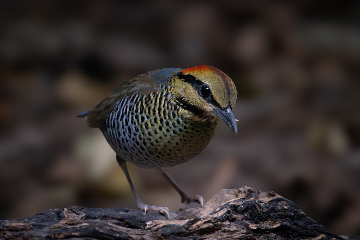 Blue Pitta - ML644867500