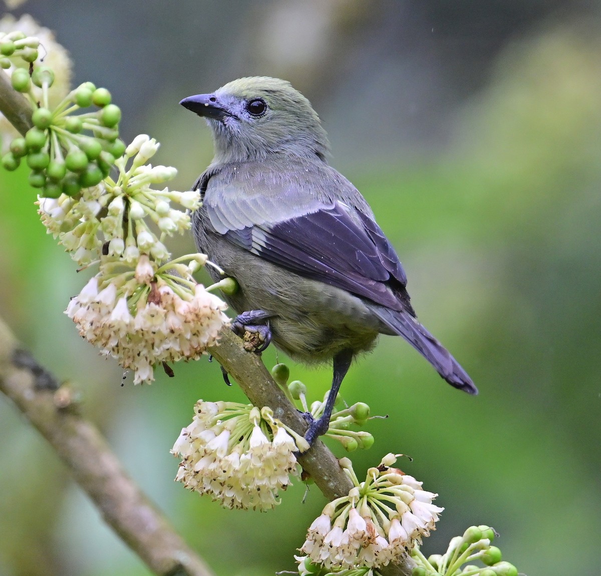 Tangara des palmiers - ML644867504