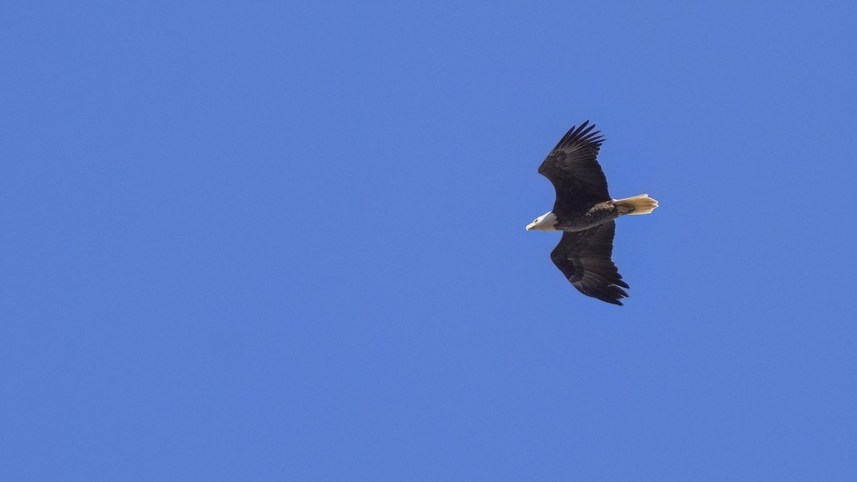 Bald Eagle - ML644867505