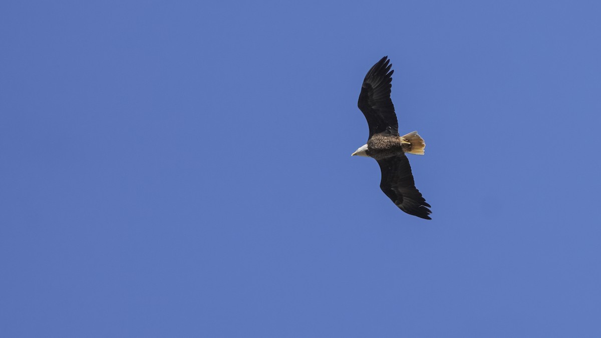 Bald Eagle - ML644867506