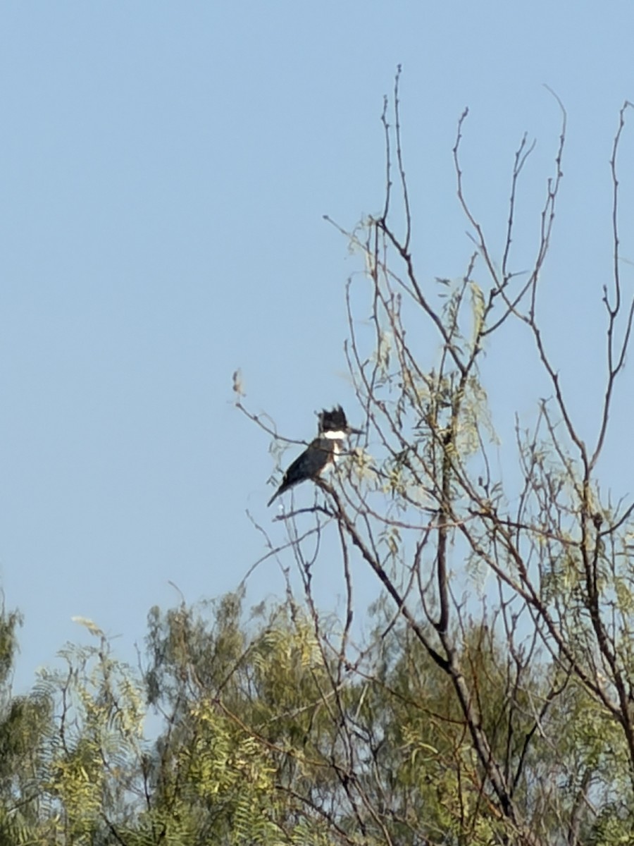 Martin handi iparramerikarra - ML644867507