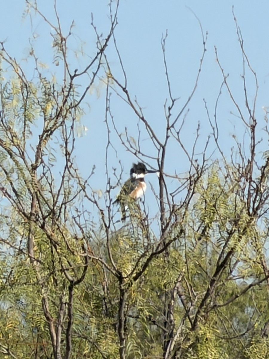 Martin handi iparramerikarra - ML644867508