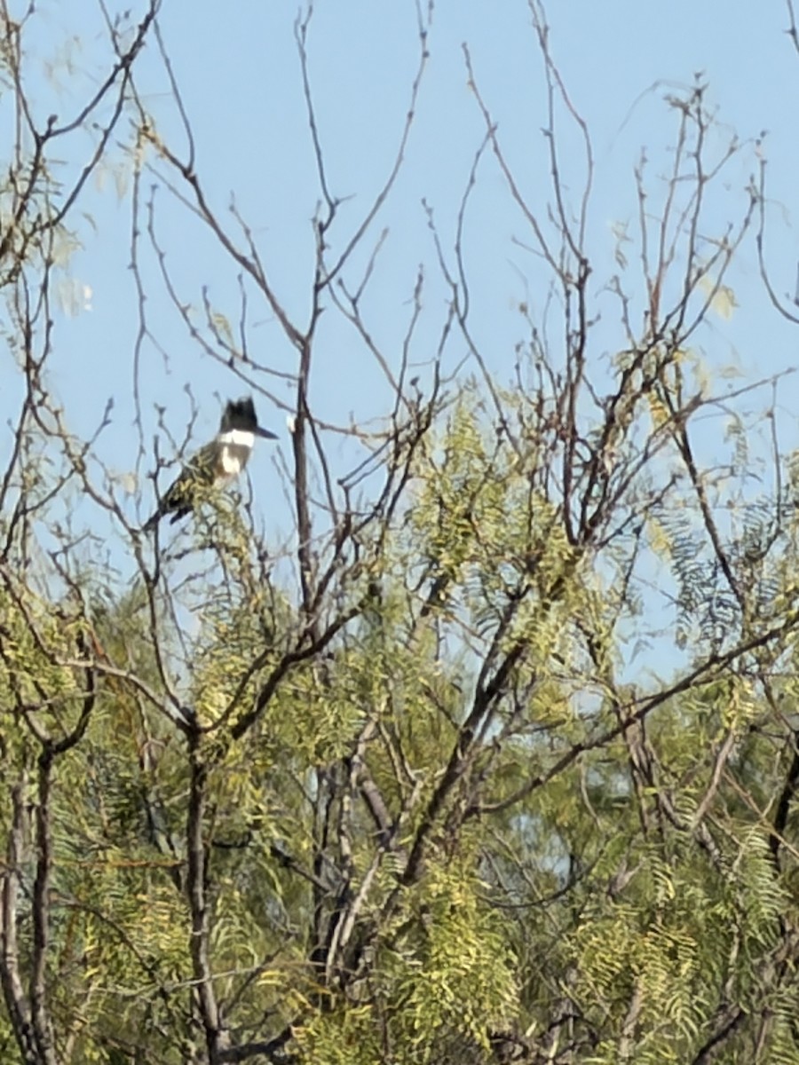 Martin handi iparramerikarra - ML644867509