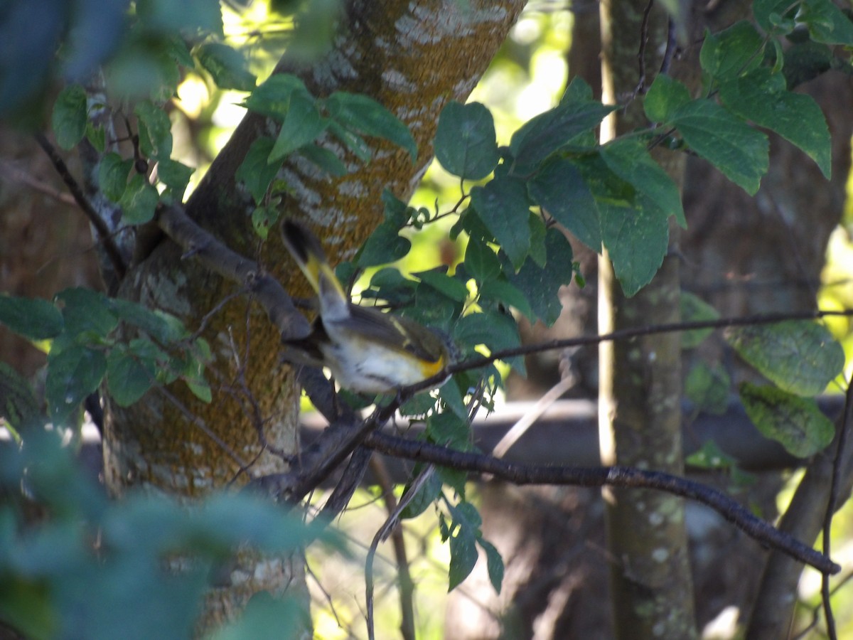 American Redstart - ML644867510