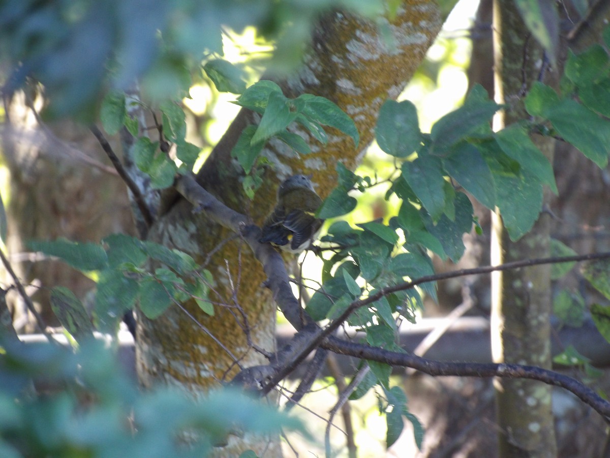 American Redstart - ML644867511