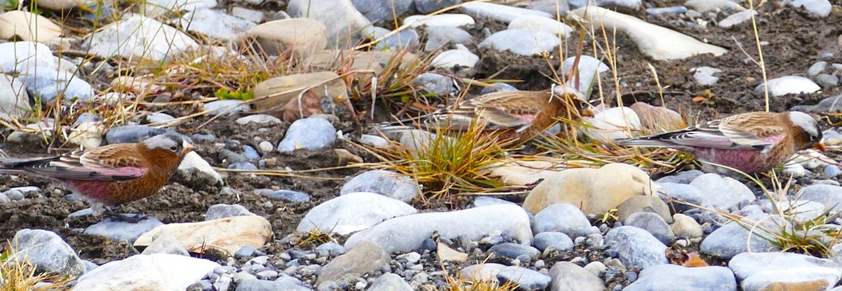 Gray-crowned Rosy-Finch - ML644867516