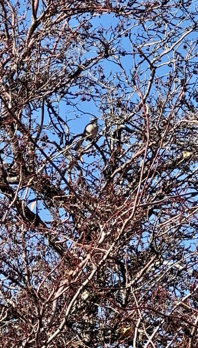 Northern Mockingbird - ML644867523