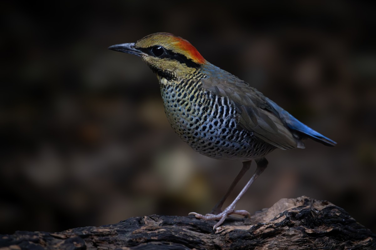 Blue Pitta - ML644867525