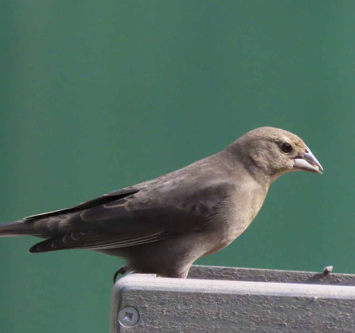 Коровий трупиал, буроголовый желтушник - ML644867536