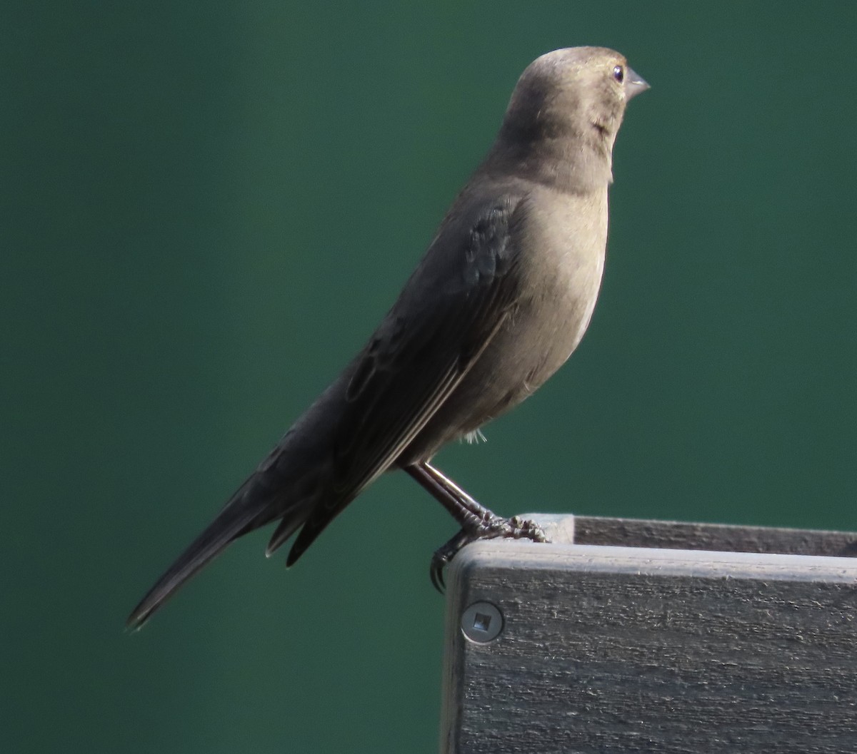 Коровий трупиал, буроголовый желтушник - ML644867537