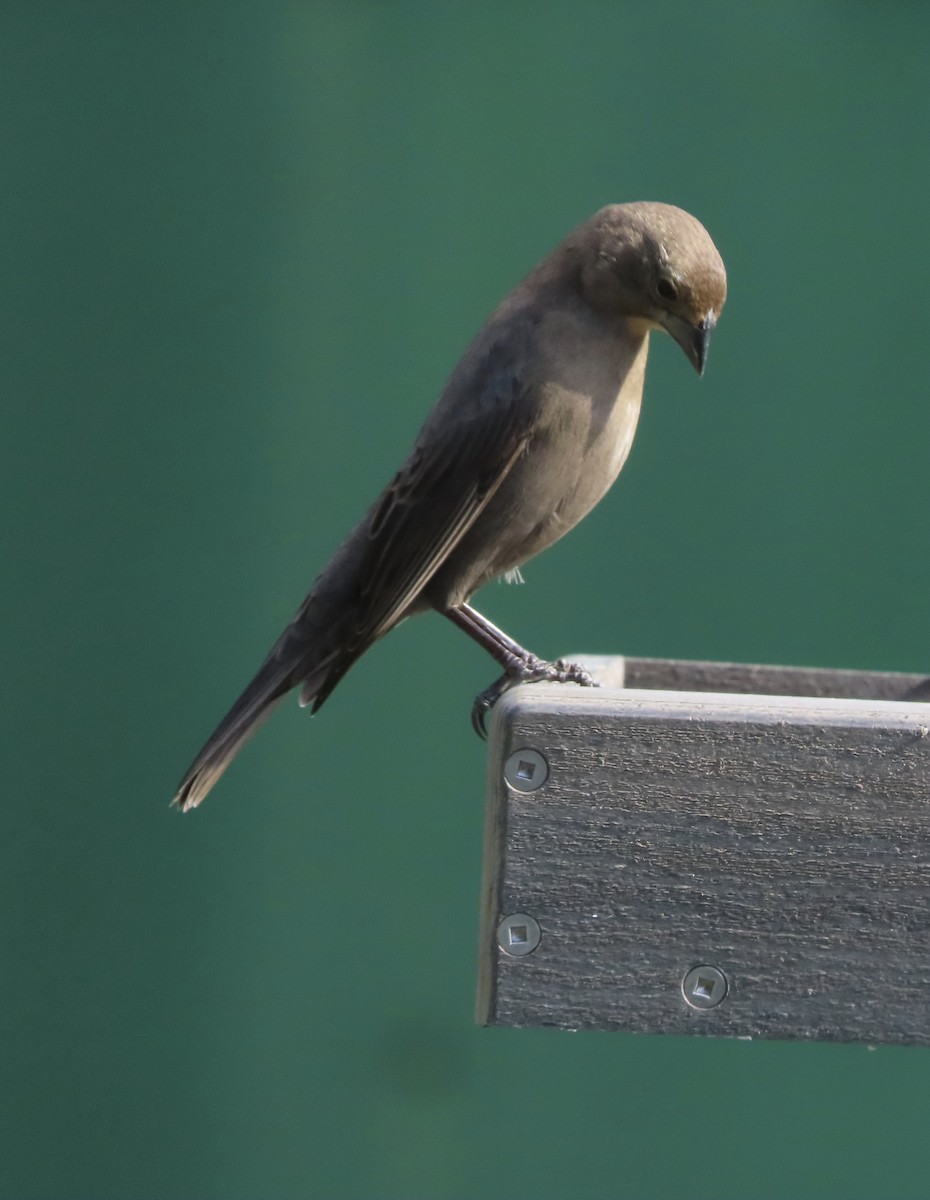 Коровий трупиал, буроголовый желтушник - ML644867538