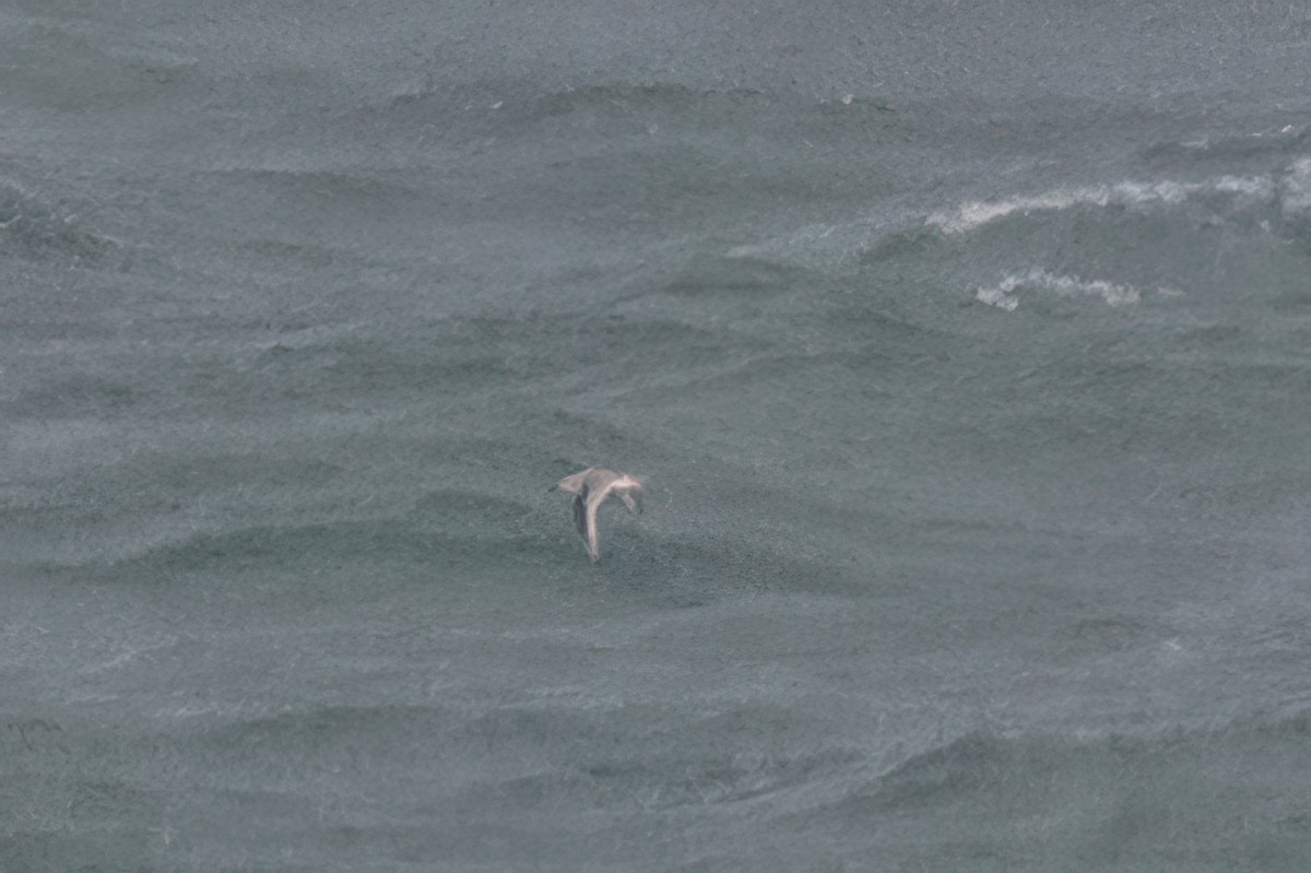 Red/Red-necked Phalarope - ML644867556