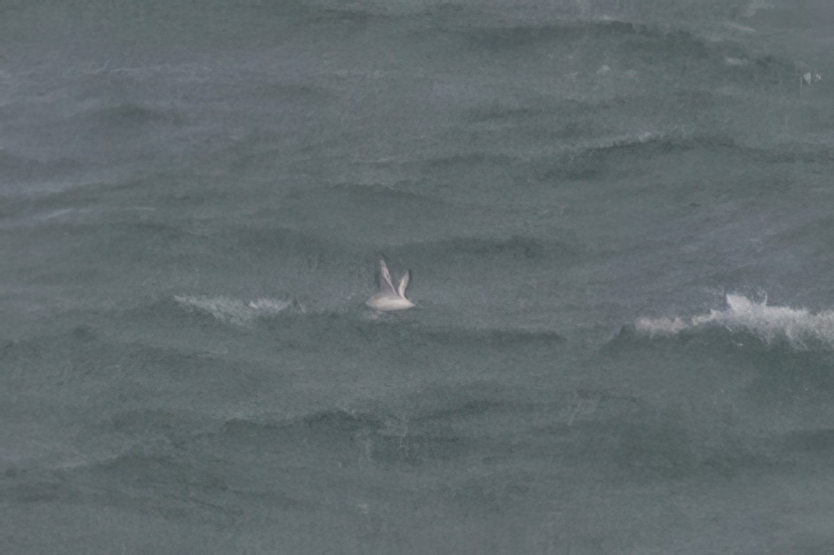 Red/Red-necked Phalarope - ML644867557