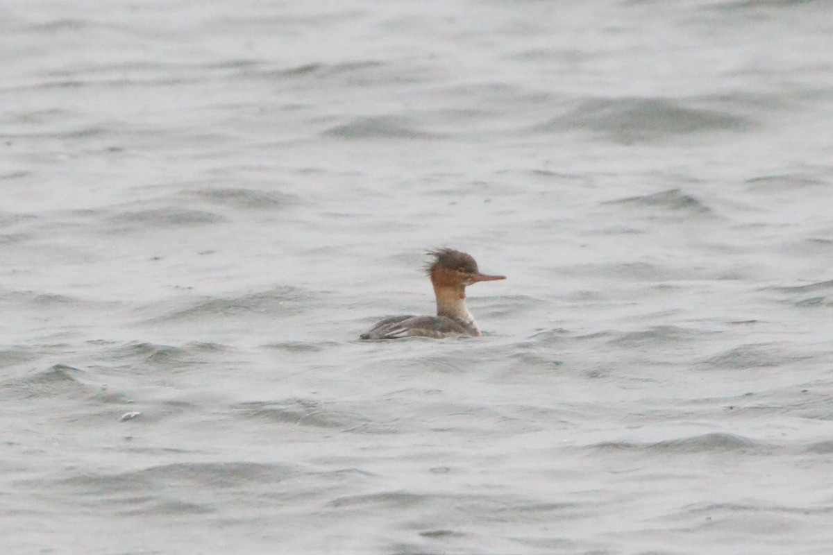 ウミアイサ - ML644867564