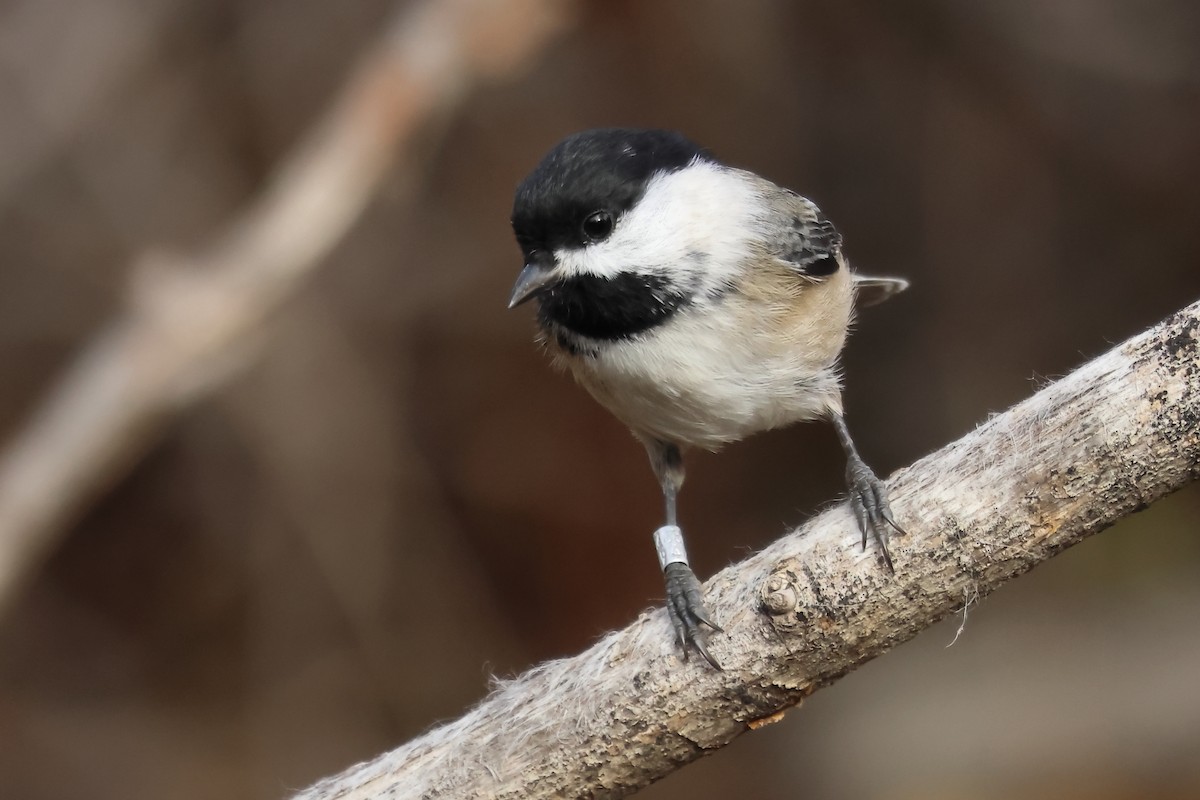 Гаїчка світлокрила - ML644867611